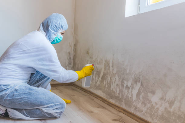 Best Mold Removal for HVAC Installations  in Cadiz, KY